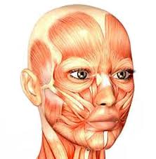 мышцы лица